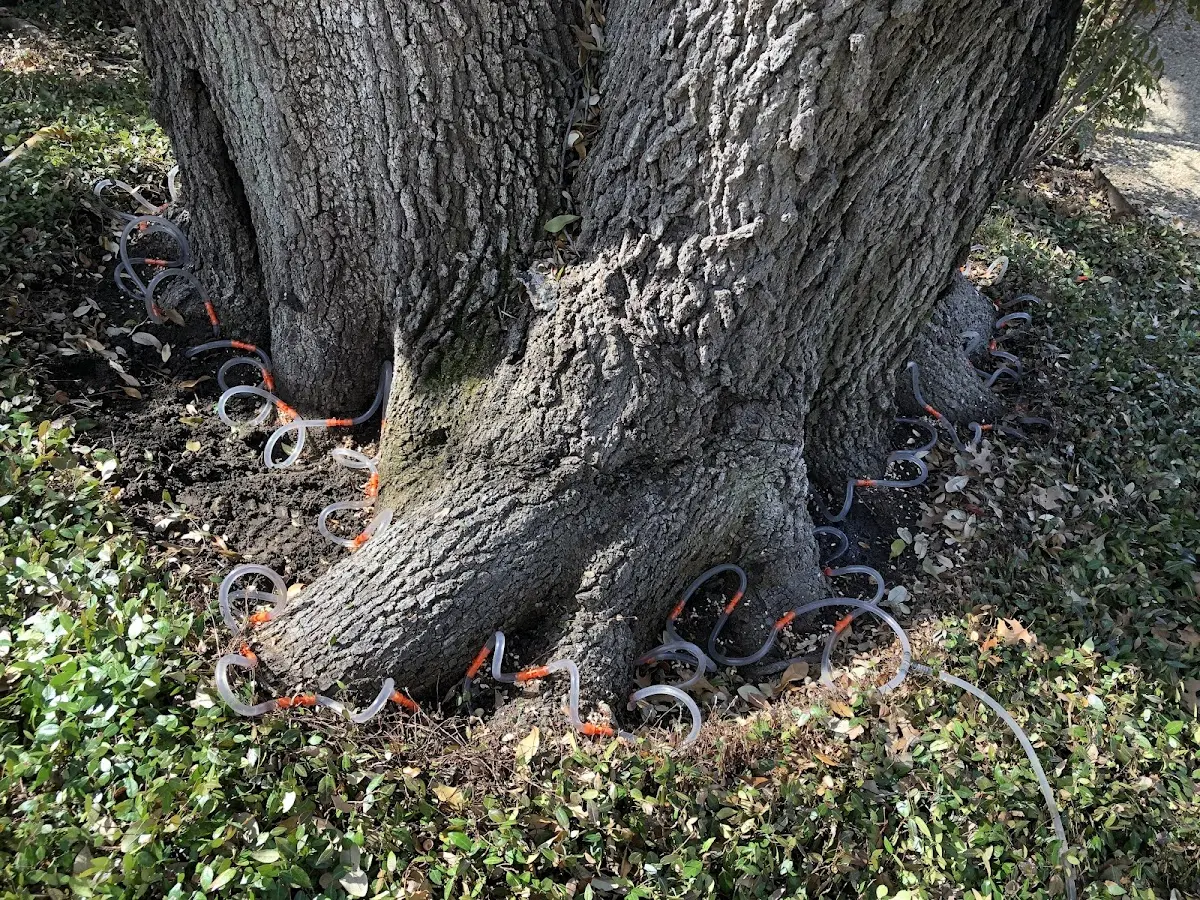 Detailed Tree Cabling and Bracing job site in South Shore