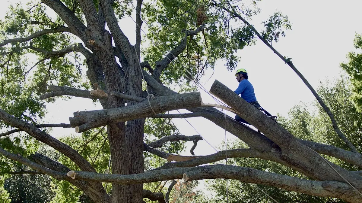 Professional Hazardous Tree Removal performed by certified arborists in South Shore