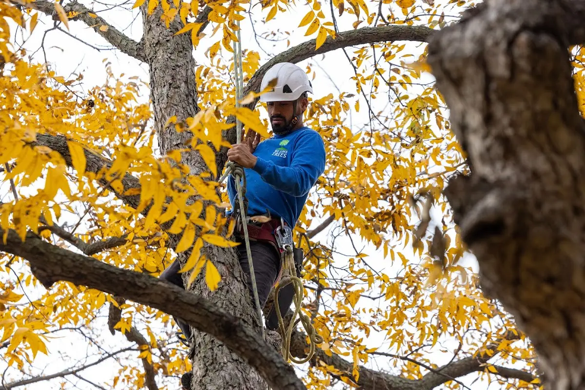 Skilled Tree Pruning crew working in South Shore